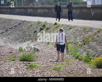 Sheerness, Kent, UK. 2 juin, 2018. Météo France : une femme entre ses chiens sur la plage sur un matin ensoleillé et chaud à Sheerness, Kent. Credit : James Bell/Alamy Live News Banque D'Images