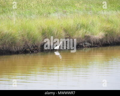 Sheerness, Kent, UK. 2 juin, 2018. Météo France : un peu d'egret patauge le long du canal sur un matin chaud et ensoleillé à Sheerness, Kent. Credit : James Bell/Alamy Live News Banque D'Images