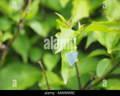 Sheerness, Kent, UK. 2 juin, 2018. Météo France : un papillon bleu absorbent l sur un matin ensoleillé et chaud à Sheerness, Kent. Credit : James Bell/Alamy Live News Banque D'Images