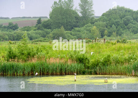 Grotte du Nord 2 juin 2018 : ciel gris et averses en fin d'après-midi au Yorkshire. Clifford Norton Alamy Live News. Banque D'Images