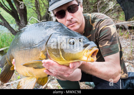 Aventures de pêche, pêche à la carpe. Carpe miroir (Cyprinus carpio), poissons d'eau douce. Angler avec un grand trophée de pêche à la carpe Banque D'Images