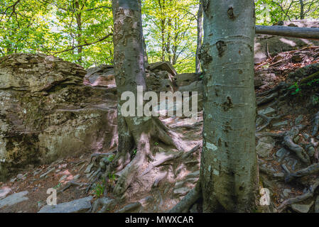 Les hêtres sur un sentier de village à Wetlina Wetlina Prairies dans l'ouest de Bieszczady en Pologne Banque D'Images