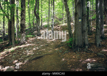 Les hêtres sur un sentier de village à Wetlina Wetlina Prairies dans l'ouest de Bieszczady en Pologne Banque D'Images