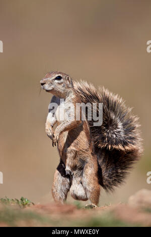 (Ha83 inauris), homme, Mountain Zebra National Park, Afrique du Sud, l'Afrique Banque D'Images