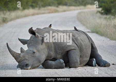 Le rhinocéros blanc (Ceratotherium simum) avec Red-billed Oxpecker (Buphagus erythrorhynchus), Kruger National Park, Afrique du Sud, l'Afrique Banque D'Images