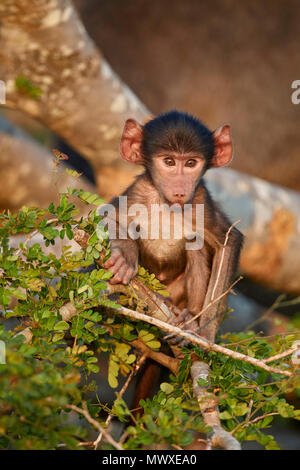 Bébé babouin Chacma (Papio ursinus), Kruger National Park, Afrique du Sud, l'Afrique Banque D'Images