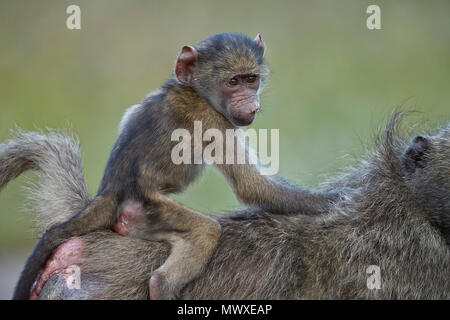 Babouin Chacma (Papio ursinus) circonscription du nourrisson sur le dos de sa mère, Kruger National Park, Afrique du Sud, l'Afrique Banque D'Images