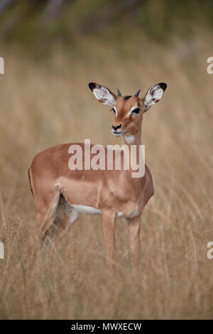 Impala (Aepyceros melampus), mâle juvénile, Kruger National Park, Afrique du Sud, l'Afrique Banque D'Images