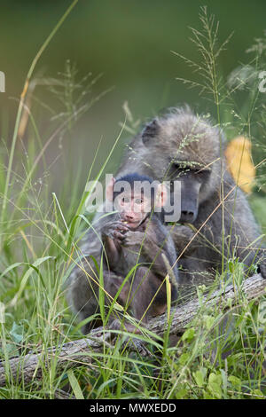 Babouin Chacma (Papio ursinus) Mortalité, Kruger National Park, Afrique du Sud, l'Afrique Banque D'Images
