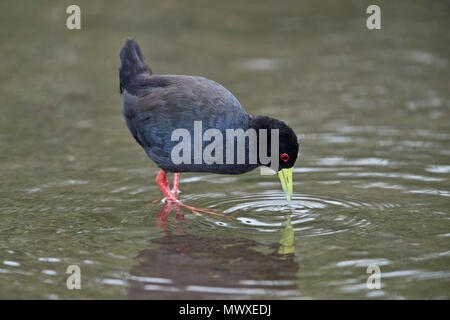 Butor (Amaurornis flavirostris), Kruger National Park, Afrique du Sud, l'Afrique Banque D'Images