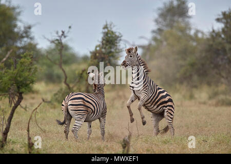 Le zèbre de Chapman (zèbre Des Plaines (Equus quagga chapmani)) sparring, Kruger National Park, Afrique du Sud, l'Afrique Banque D'Images