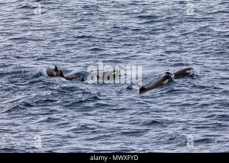 Type de zone B l'Épaulard (Orcinus orca) avec jaune en raison de diatomées, détroit de Gerlache, Péninsule Antarctique, l'Antarctique, régions polaires Banque D'Images