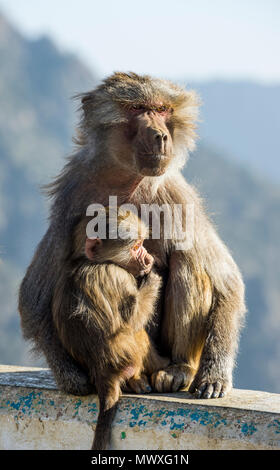 Mother with baby baboon sur le mont Souda, plus haute montagne d'Arabie saoudite, Abha, Arabie saoudite, Moyen Orient Banque D'Images