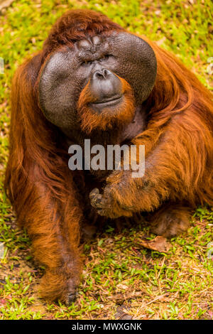 L'orang-outan natif dans Parc national de Bako, Kuching, Sarawak, Bornéo, Malaisie, Asie du Sud, Asie Banque D'Images