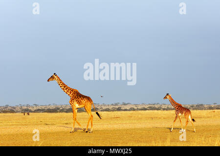 Girafe (Giraffa camelopardalis), le Parc National du Serengeti, Site du patrimoine mondial de l'UNESCO, la Tanzanie, l'Afrique de l'Est, l'Afrique Banque D'Images