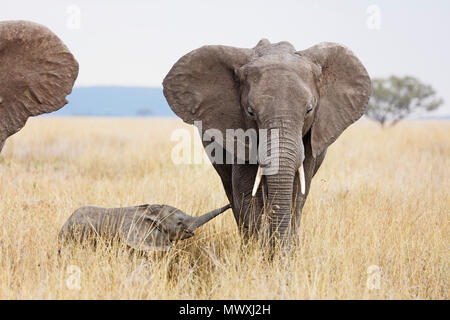 Bébé éléphant africain et sa mère (Loxodonta africana), le Parc National du Serengeti, Site du patrimoine mondial de l'UNESCO, la Tanzanie, l'Afrique de l'Est, l'Afrique Banque D'Images