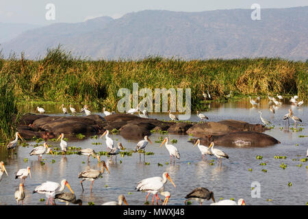 Bec jaune stork (Mycteria ibis) et l'Hippopotame (Hippopotamus amphibius) à un trou d'eau, le lac Manyara, le Parc National de Tanzanie, Afrique de l'Est, l'Afrique Banque D'Images