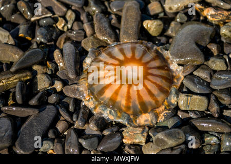 Méduse de lune (Aurelia aurita), Résurrection Bay, Kenai Fjords National Park, Alaska, États-Unis d'Amérique, Amérique du Nord Banque D'Images