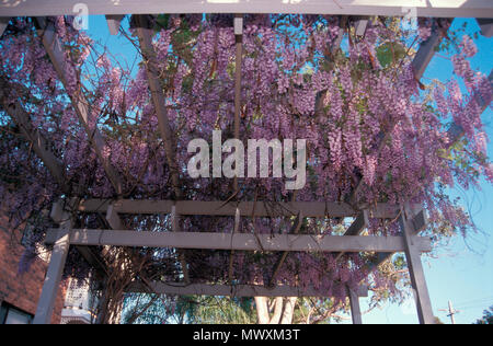 WISTERIA POURPRE POUSSANT SUR PERGOLA EN BOIS. AUSTRALIE. Banque D'Images