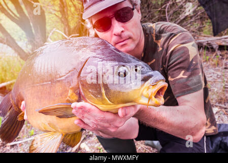 Aventures de pêche, pêche à la carpe. Carpe miroir (Cyprinus carpio), poissons d'eau douce. Angler avec un grand trophée de pêche à la carpe Banque D'Images