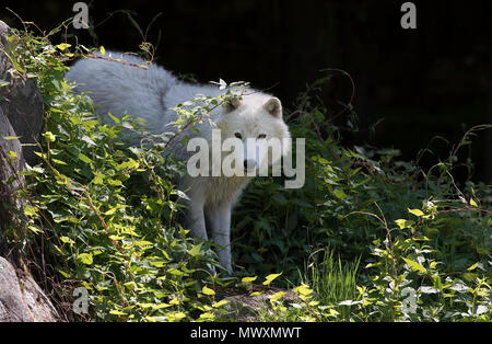 Le loup arctique (Canis lupus arctos) libre au printemps au Canada Banque D'Images