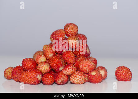 Le fraisier (Fragaria vesca) Banque D'Images