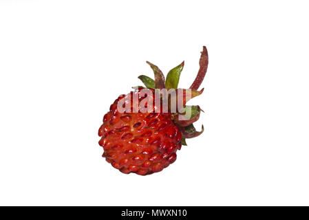 Le fraisier (Fragaria vesca) Banque D'Images