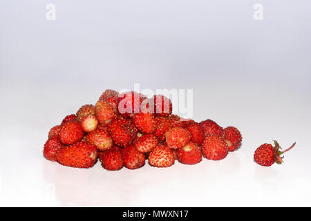 Le fraisier (Fragaria vesca) Banque D'Images