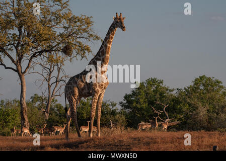 Girafe d'Afrique australe à Mashatu au Botswana Banque D'Images