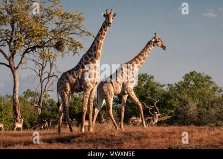 Girafe d'Afrique australe à Mashatu au Botswana Banque D'Images