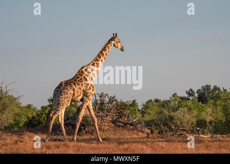 Girafe d'Afrique australe à Mashatu au Botswana Banque D'Images