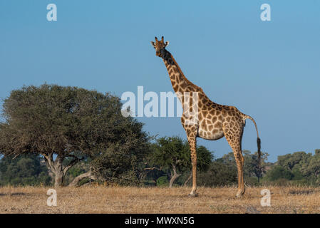 Girafe d'Afrique australe à Mashatu au Botswana Banque D'Images