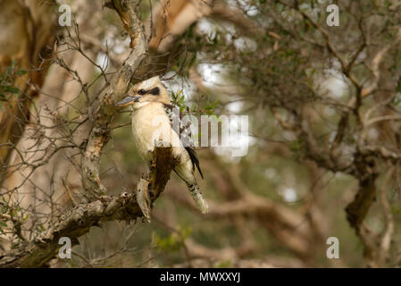 Un Kookaburra Dacelo novaeguineae (rire) sur une branche d'un arbuste à feuilles larges (Melaleuca quinquenervia) est un oiseau australien Banque D'Images