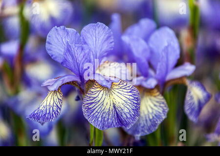 Siberian Iris sibirica ' bannir malheur ', Iris fleur bleu Banque D'Images