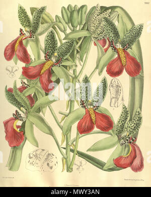 . Illustration de Cymbidiella pardalina (syn. Rhodochilum cymbidiums) . 1904. M. S. del. (  = Matilda Smith, 1854-1926), J. N. Fitch lith. (  = John Nugent Fitch, 1840-1927) Description par William Botting Hemsley (1843-1924) 149 Cymbidiella pardalina (comme rhodochilum Cymbidiums) - inflorescence - Curtis' 130 (Ser. N° 3 60) pl. 7932 (1904) Banque D'Images