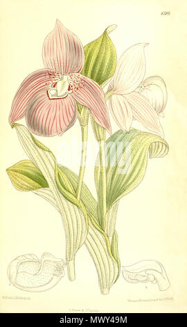 . Illustration de Cypripedium macranthos (syn. Cypripedium speciosum) . 1911. M. S. del. (  = Matilda Smith, 1854-1926), J. N. Fitch lith. (  = John Nugent Fitch, 1840-1927) Description par R. A. Rolfe (1855-1921) 150 Cypripedium macranthos Cypripedium speciosum (comme) - Curtis' 137 (Ser. N° 4 7) pl. 8386 (1911) Banque D'Images