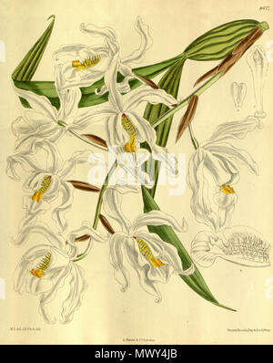 . Illustration de Coelogyne cristata . 1913. M. S. del. (  = Matilda Smith, 1854-1926), J. N. Fitch lith. (  = John Nugent Fitch, 1840-1927) Description par R. A. Rolfe (1855-1921) 138 Coelogyne cristata - Curtis' 139 (Ser. N° 4 9) pl. 8477 (1913) Banque D'Images