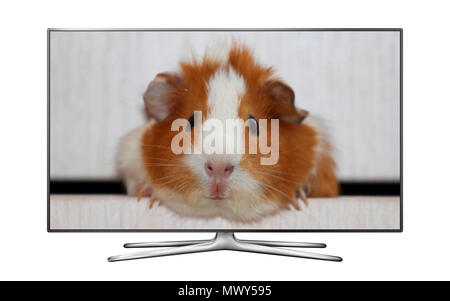 Smart tv isolé sur fond blanc avec cochon à l'écran Banque D'Images