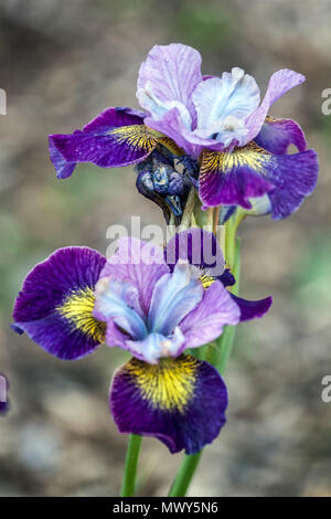 Fleur de sibirica ' charmante Billy ' fleur de l'iris sibérien portrait Banque D'Images