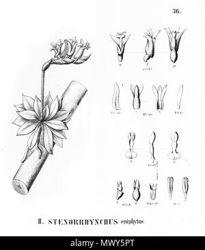 . Illustration de Lankesterella caespitosa (syn. Epiphytum Stenorrhynchos, écrit par Cogniaux comme epiphytus Stenorrhynchus) . 1895. Alfred Cogniaux (1841 - 1916) 359 Lankesterella caespitosa (syn. Epiphytum Stenorrhynchos) - découpe de Flora Brasiliensis 3-4-36-fig II Banque D'Images