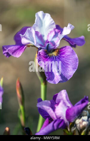 Siberian iris sibirica ' lumière de coeur ' Portrait de fleur Banque D'Images