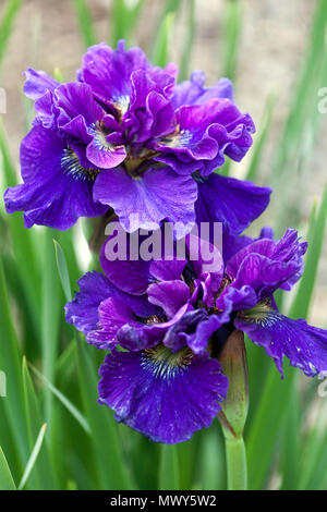 Sibirica à iris bleu ' Concord Crush ' Banque D'Images