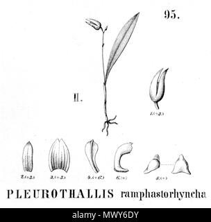 . Illustration de Specklinia ramphastorhyncha (syn. Ramphastorhyncha Pleurothallis) . 1896. Alfred Cogniaux (1841 - 1916) 569 Specklinia ramphastorhyncha ramphastorhyncha (comme Pleurothallis) - découpe de Flora Brasiliensis 3-4-95 fig II Banque D'Images