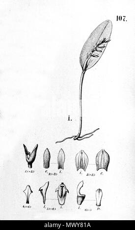 . Illustration de Acianthera smithiana (comme syn. Pleurothallis smithiana) . Entre 1893 et 1896. Alfred Cogniaux (1841 - 1916) 25 Acianthera Acianthera pubescens ou smithiana (comme Pleurothallis smithiana) - fig. J'ai coupé à partir du FL.br.3-4-107 Banque D'Images