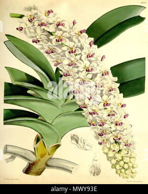 . Illustration de Rhynchostylis gigantea (syn. Saccolabium giganteum) . 1867. Walter Hood Fitch (1817-1892) del. et lith. Description par James Bateman (1811-1897) 520 Rhynchostylis gigantea (comme Saccolabium giganteum) - Curtis' 93 (Ser. N° 3 23) pl. 5635 (1867) Banque D'Images