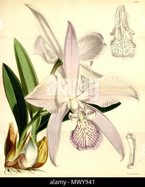 . Illustration de Diplocentrus speciosa (syn. Diplocentrus majalis) . 1867. Walter Hood Fitch (1817-1892) del. et lith. ByJames Description Bateman (1811-1897) 357 Diplocentrus speciosa (comme Diplocentrus majalis) - Curtis' 93 (Ser. N° 3 23) pl. 5667 (1867) Banque D'Images