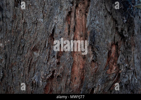 L'écorce des arbres Textures, tourné en Australie Queensland Brisbane Banque D'Images