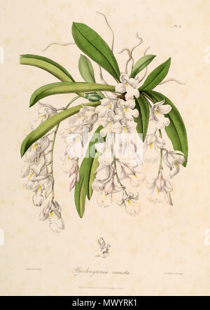 . Illustration de Rodriguezia venusta (syn. Burlingtonia venusta) . 1838. M. Gauci lith. (Dessin probablement par Miss Drake (1803-1857), mais cette plaque pas signé) 526 Rodriguezia venusta (comme Burlingtonia venusta) - Sertum Lindley - pl. 2 (1838) Banque D'Images