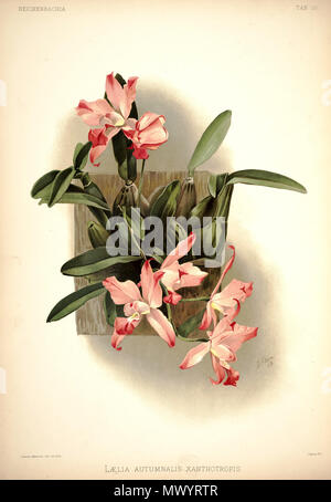 . Diplocentrus autumnalis (comme : Diplocentrus autumnalis var. xanthotrophis) . Entre 1888 et 1894. H. Sotheran & Co., London (éditeur) 220 Frederick Sander - Reichenbachia J 10 (1888) - Diplocentrus autumnalis xanthotropis Banque D'Images