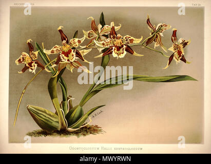 . Odontoglossum hallii . Entre 1888 et 1894. H. Sotheran & Co., London (éditeur) 220 Frederick Sander - Reichenbachia plaque 28 J (1888) - Odontoglossum hallii xanthoglossum Banque D'Images